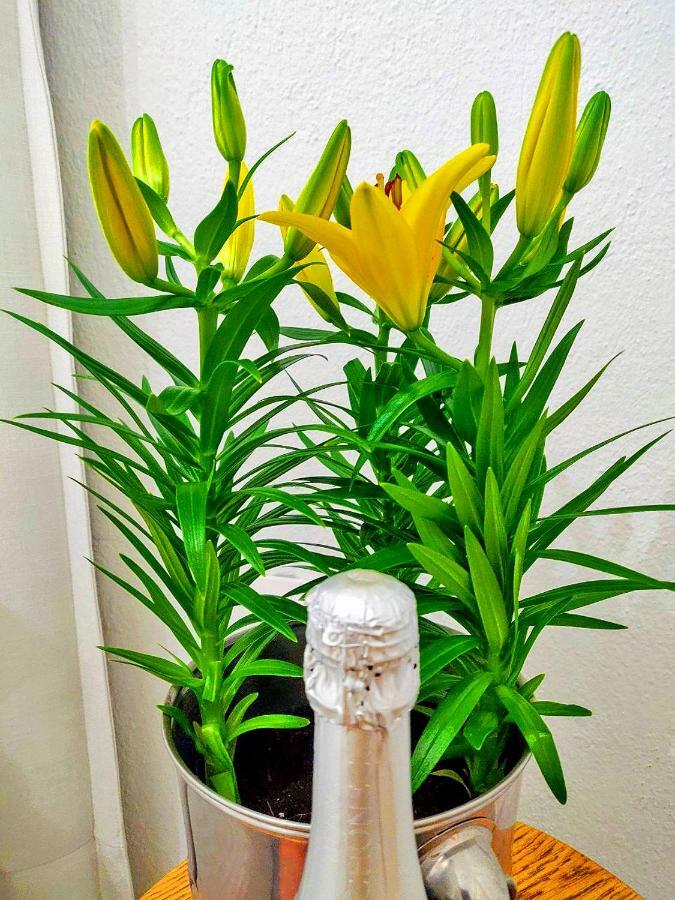 Sivilla Boutique 阿菲托斯 外观 照片